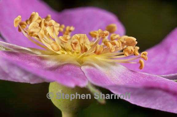 rosa bridgesii 1 graphic